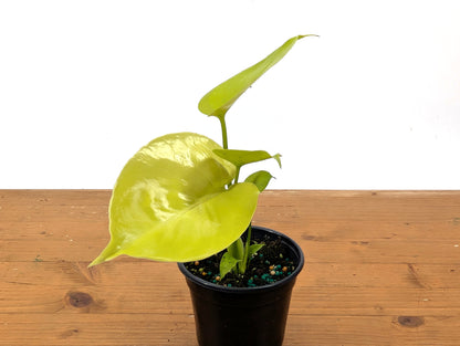 Monstera Lemon Lime
