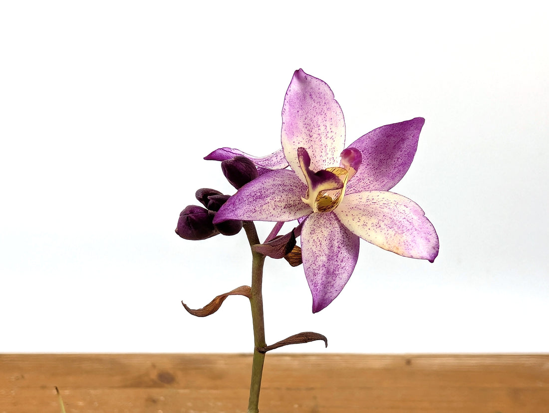 Spathoglottis Far Out Freckles Ground Orchid