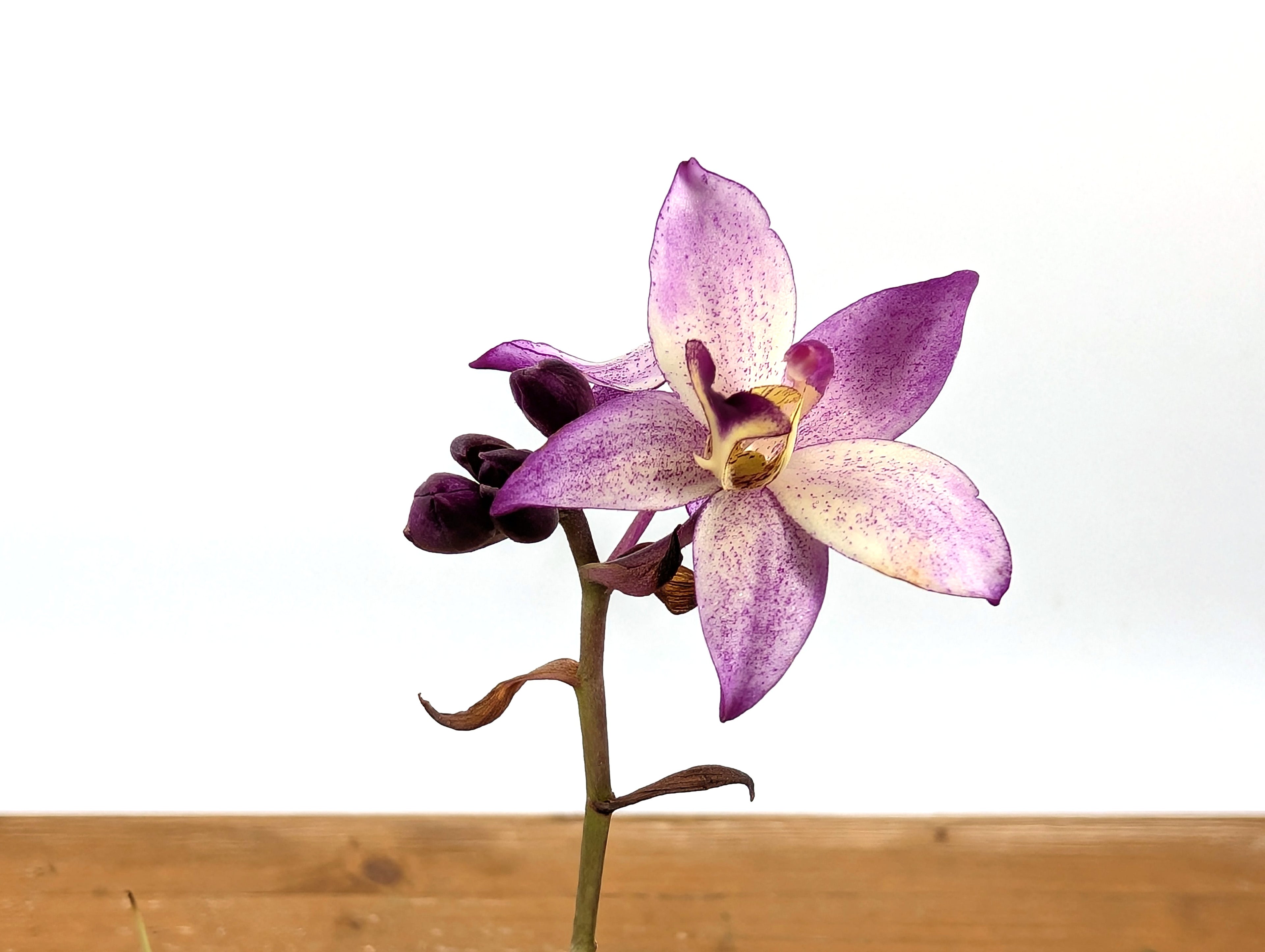 Spathoglottis Far Out Freckles Ground Orchid