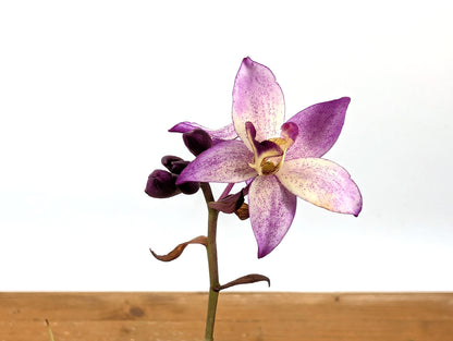 Spathoglottis Far Out Freckles Ground Orchid
