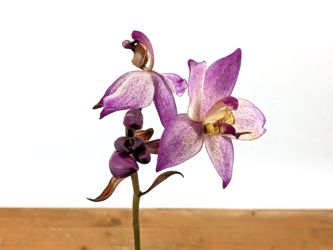Spathoglottis Far Out Freckles Ground Orchid
