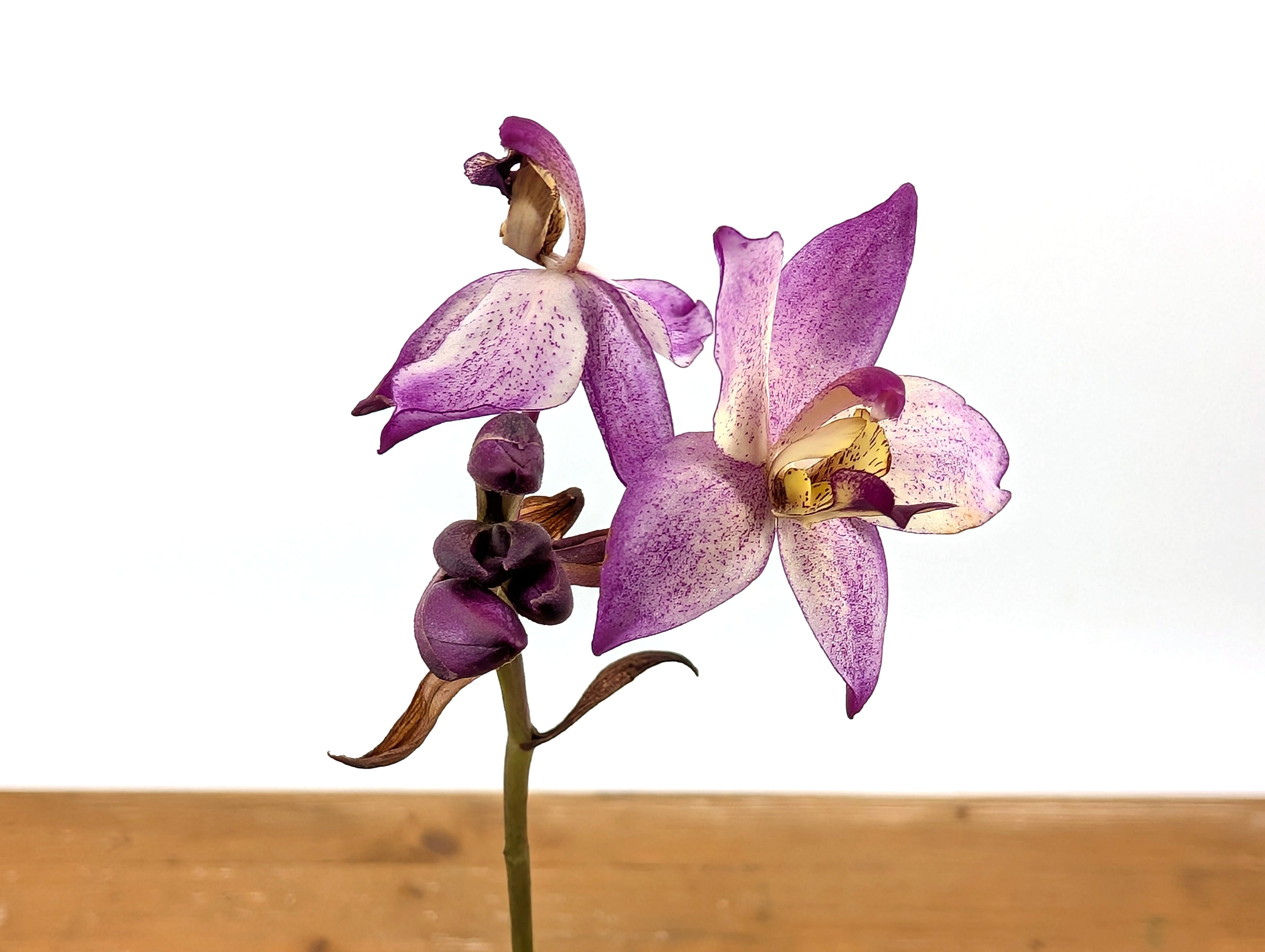 Spathoglottis Far Out Freckles Ground Orchid