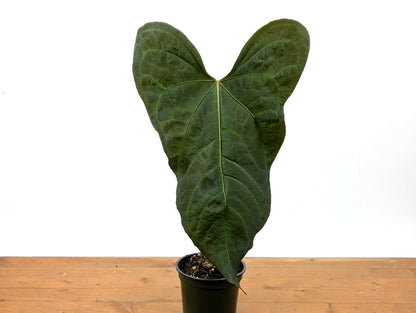 Anthurium Crystallinum x Pinkleyi &