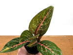 Aglaonema Black Legacy