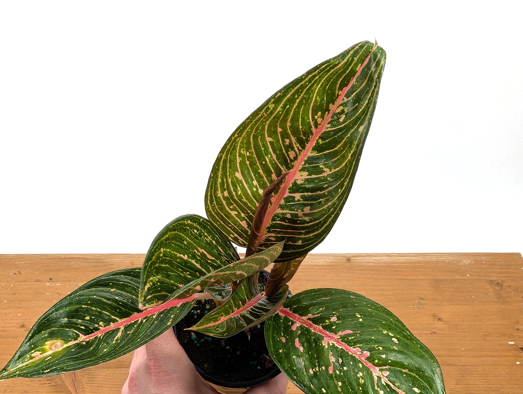 Aglaonema Black Legacy – Plantamani Plants