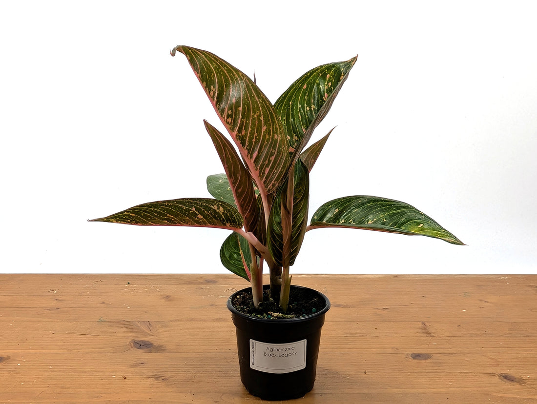 Aglaonema Black Legacy