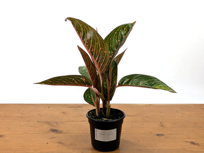 Aglaonema Black Legacy