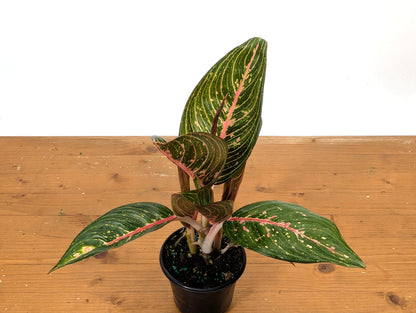 Aglaonema Black Legacy