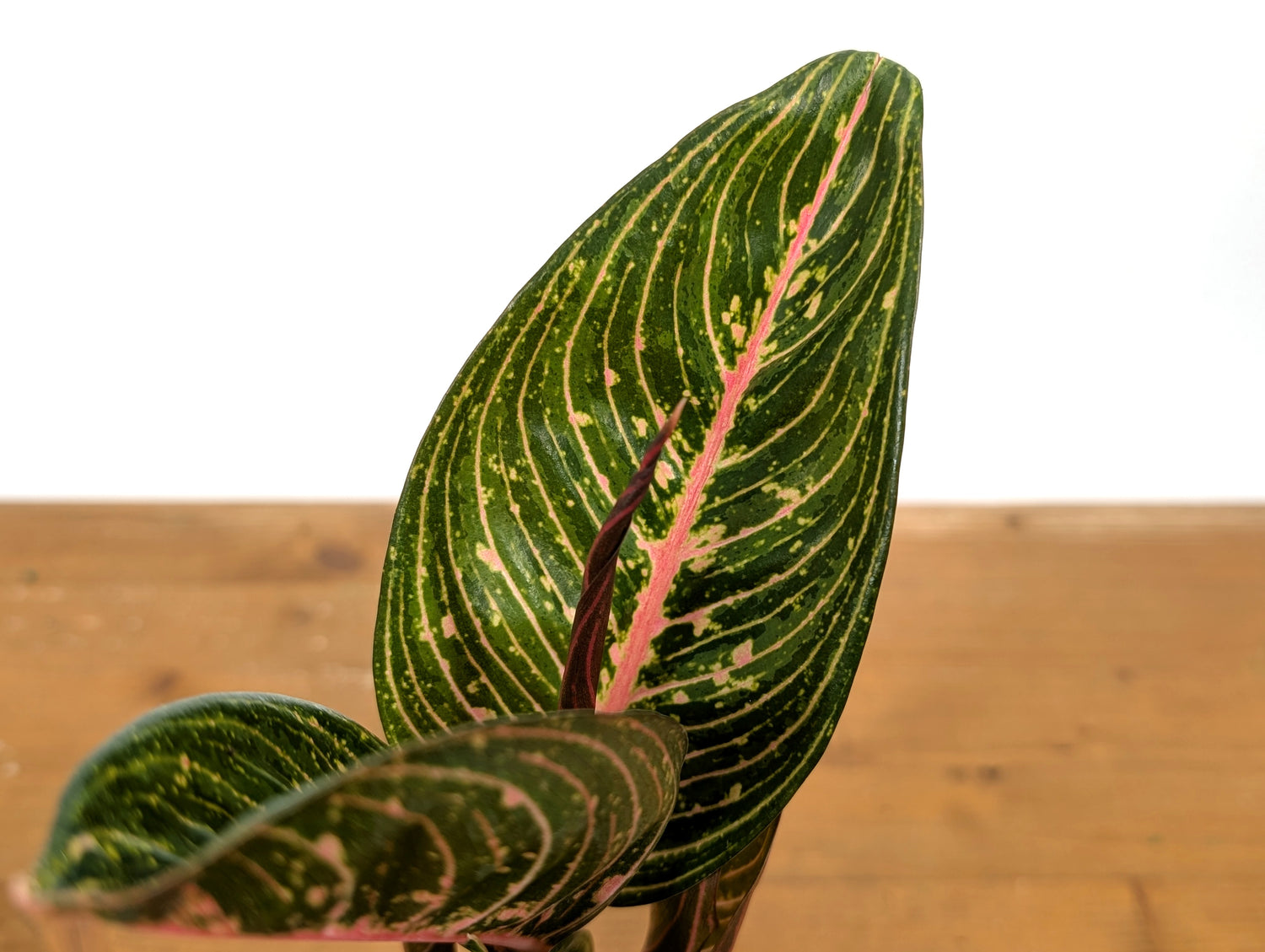 Aglaonema Black Legacy