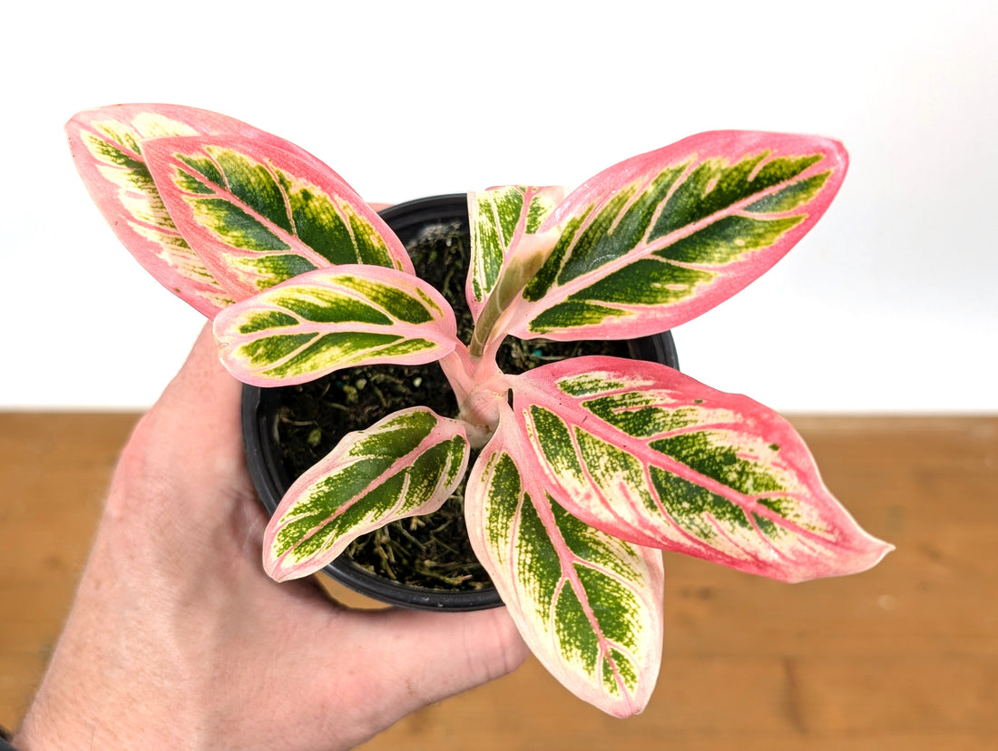 Aglaonema Lotus Delight