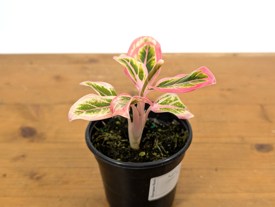 Aglaonema Lotus Delight