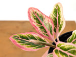 Aglaonema Lotus Delight