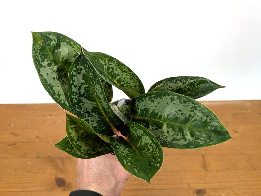 Aglaonema Indian Queen