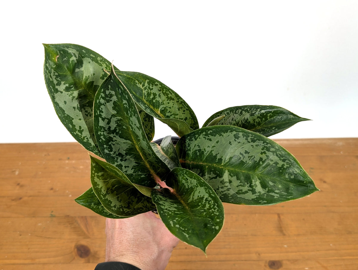 Aglaonema Indian Queen