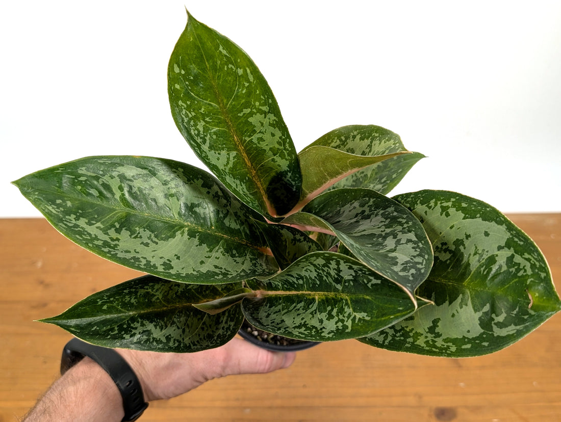 Aglaonema Indian Queen