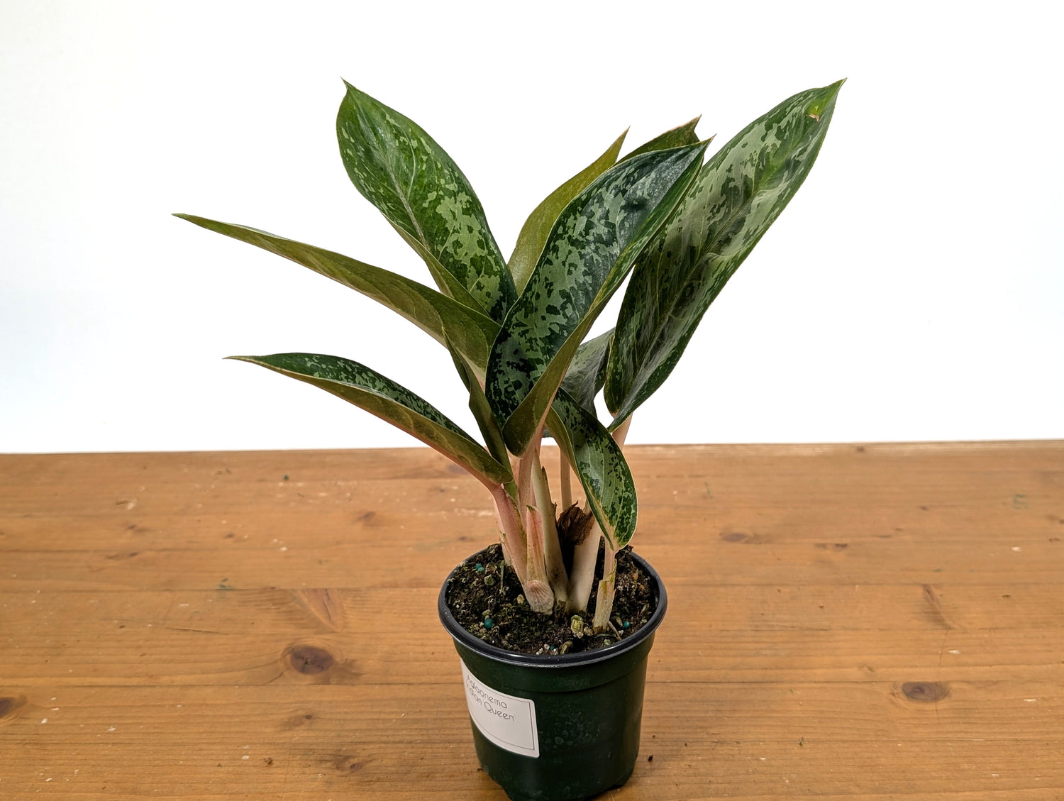 Aglaonema Indian Queen