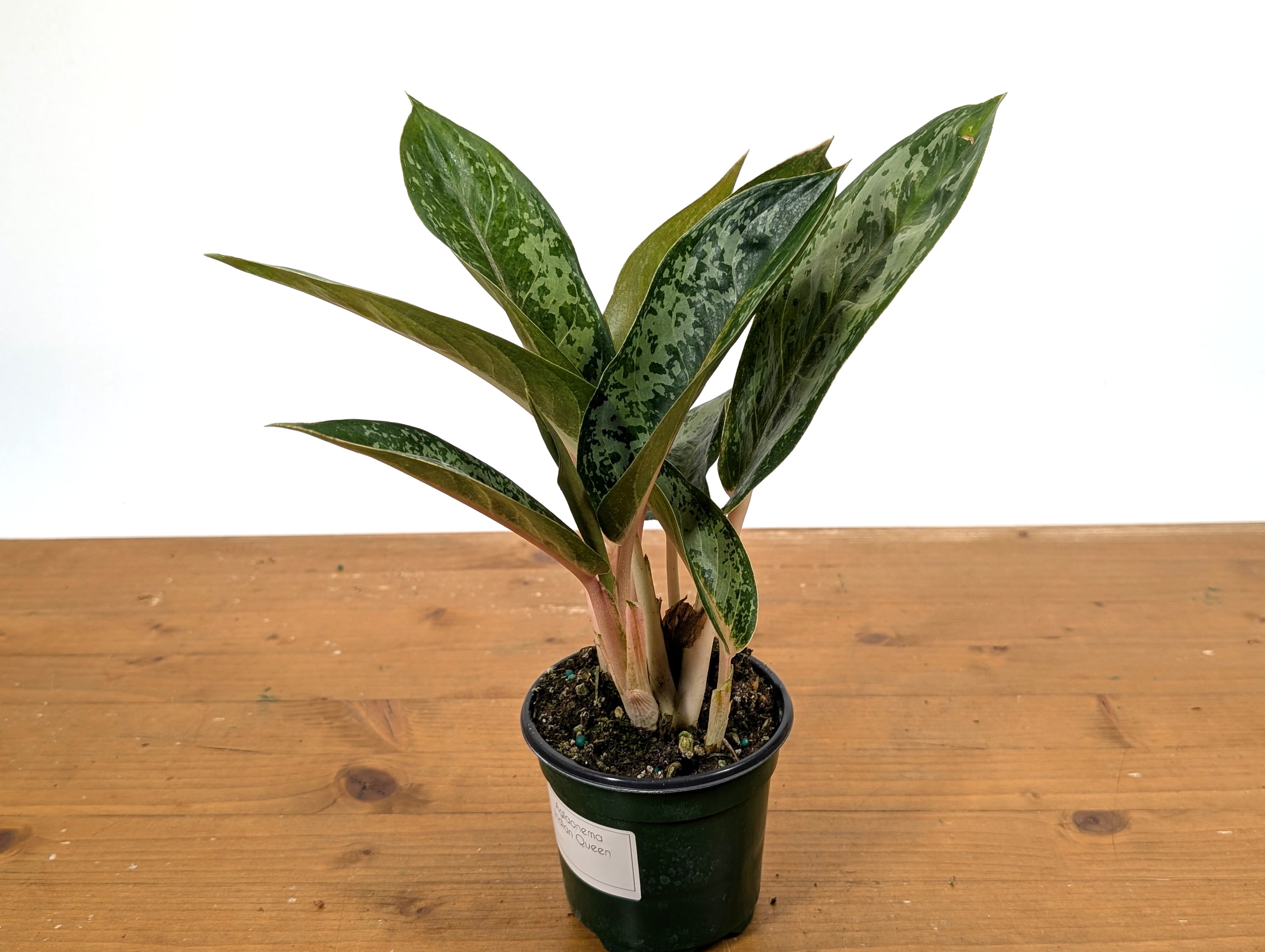 Aglaonema Indian Queen