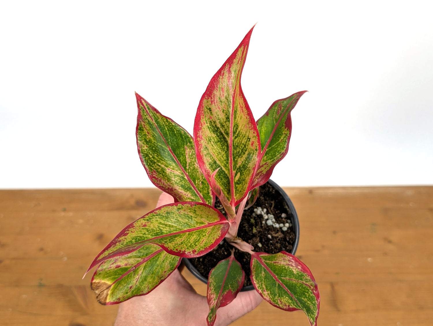 Aglaonema Aurora Siam