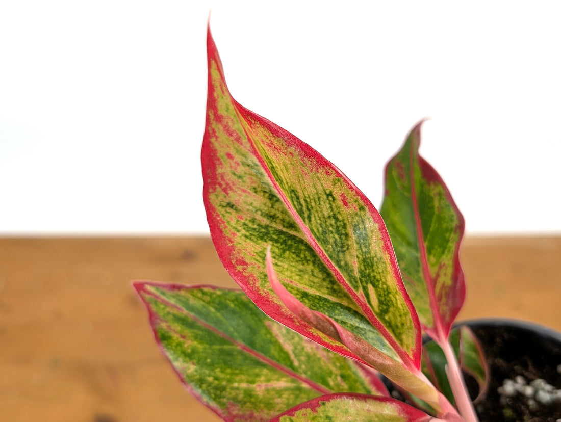 Aglaonema Aurora Siam