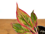 Aglaonema Aurora Siam