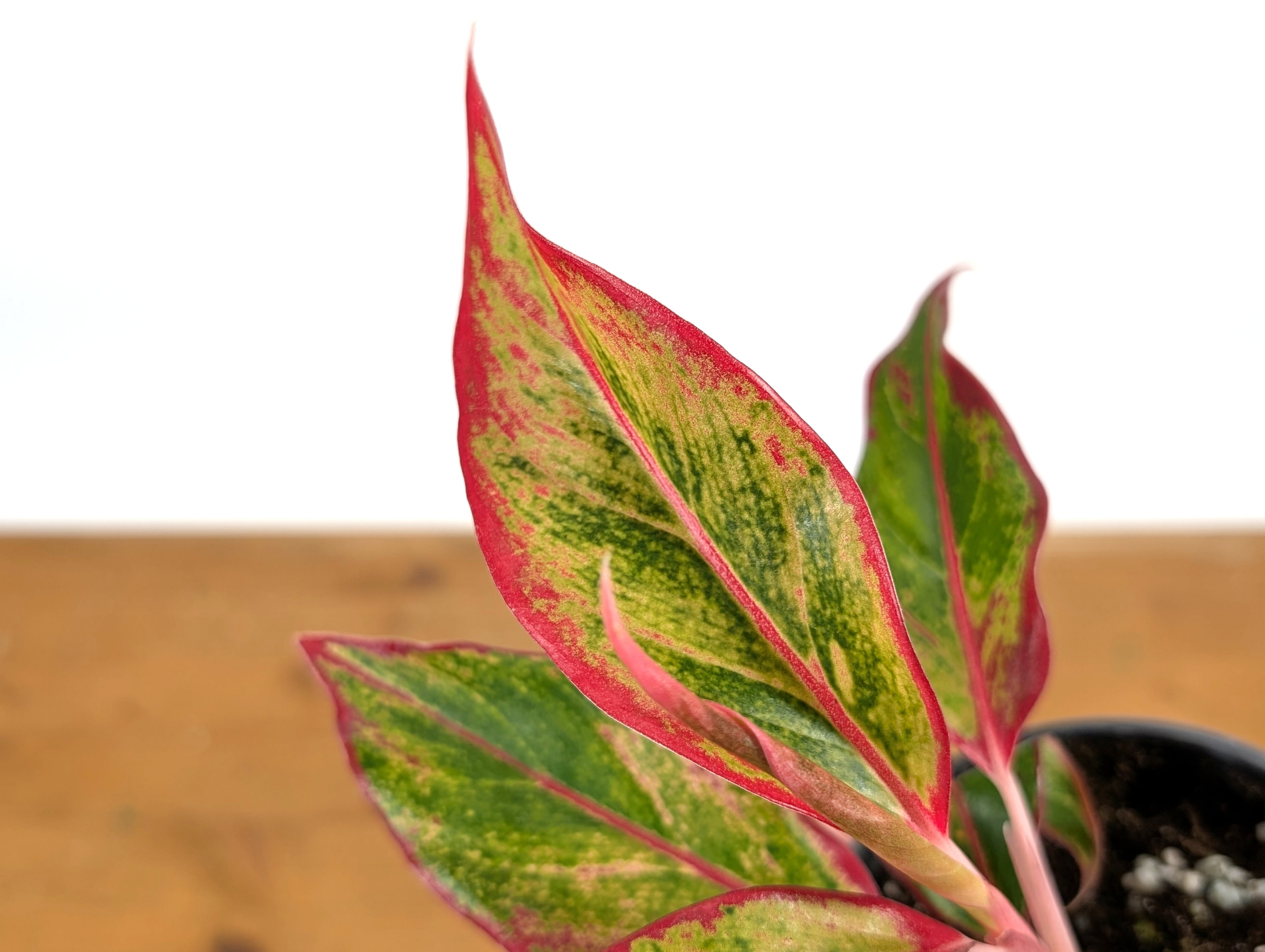 Aglaonema Aurora Siam