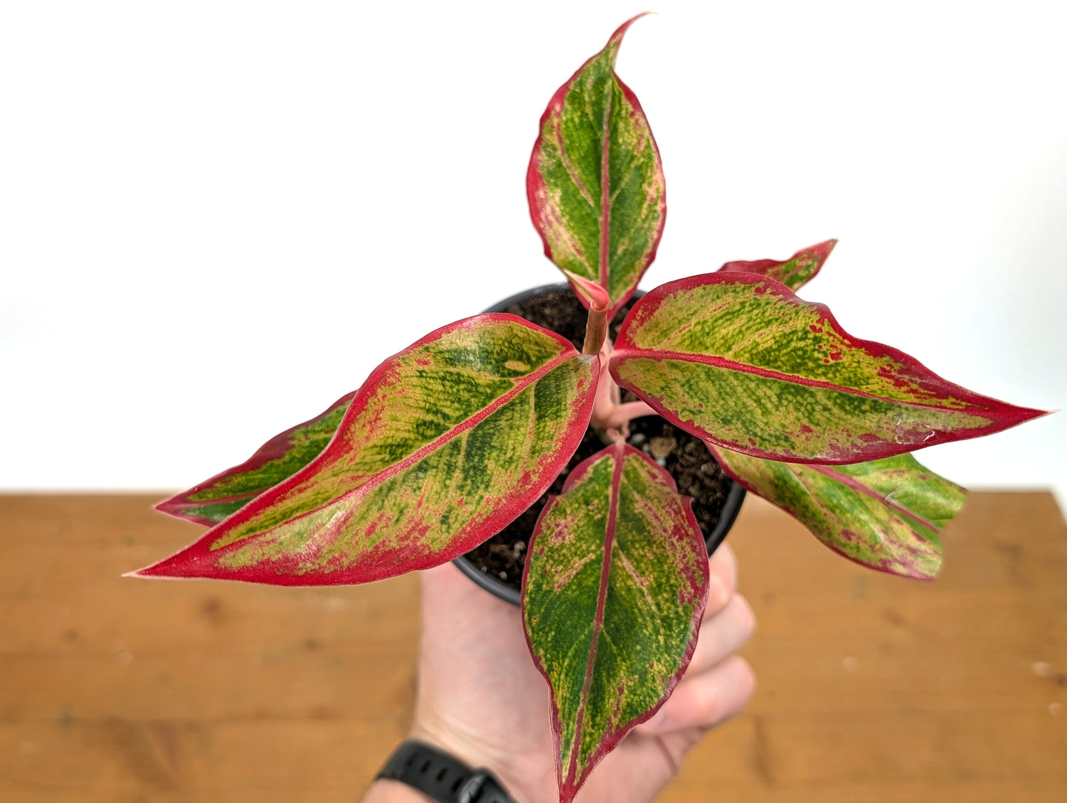 Aglaonema Aurora Siam