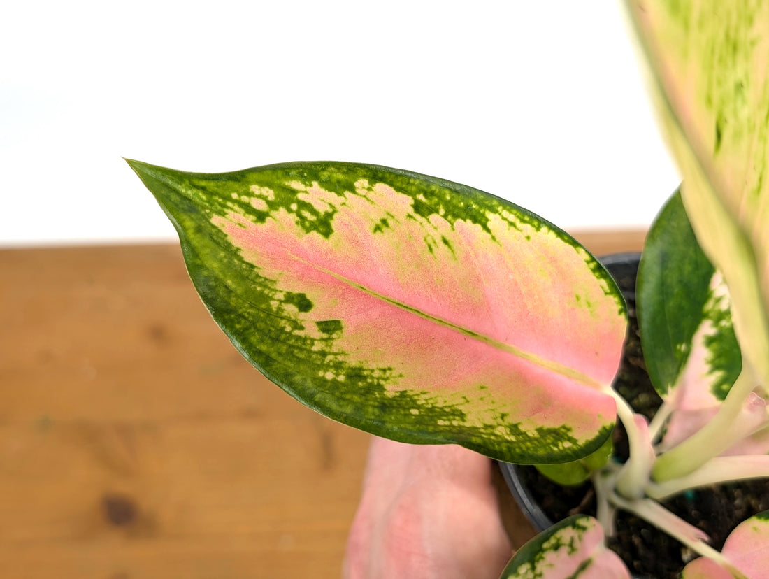 Aglaonema China Red