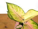 Aglaonema Golden Love