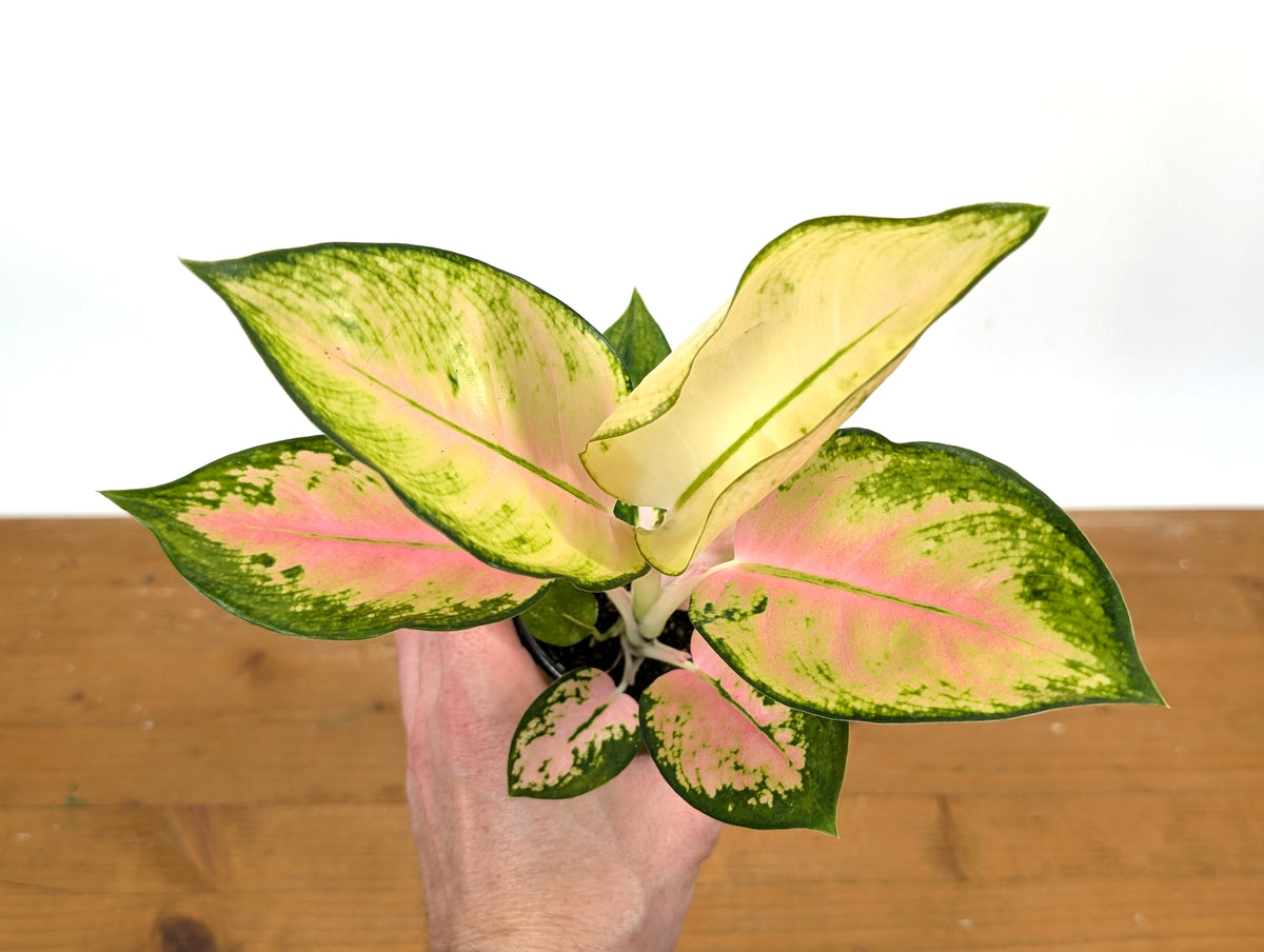Aglaonema Golden Love