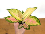 Aglaonema Golden Love