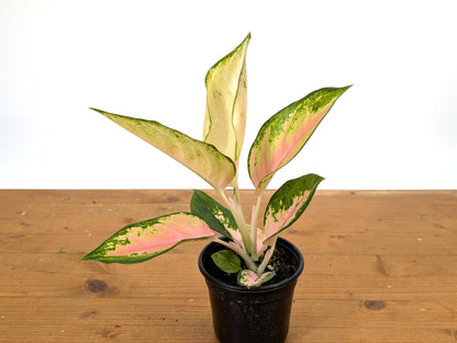 Aglaonema China Red