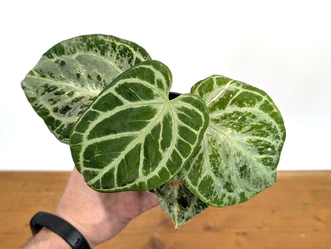Exact Anthurium Silver Blush Variegated Mint in 4 Inch Pot 