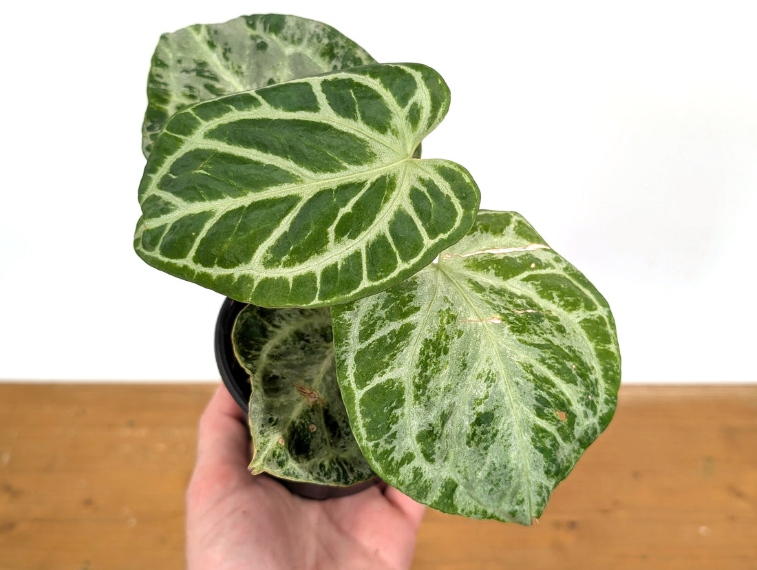 Exact Anthurium Silver Blush Variegated Mint in 4 Inch Pot 