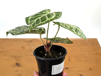 Exact Anthurium Silver Blush Variegated Mint in 4 Inch Pot 