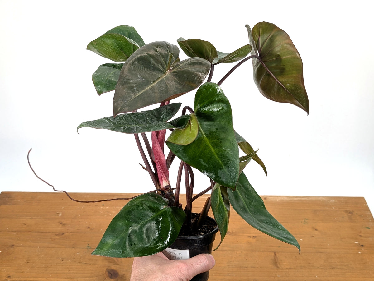 Philodendron Pink Princess x Billietiae