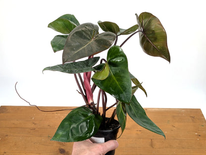 EXACT XL Philodendron Pink Princess x Billietiae