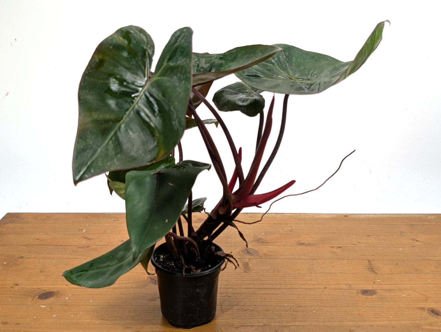 EXACT XL Philodendron Pink Princess x Billietiae
