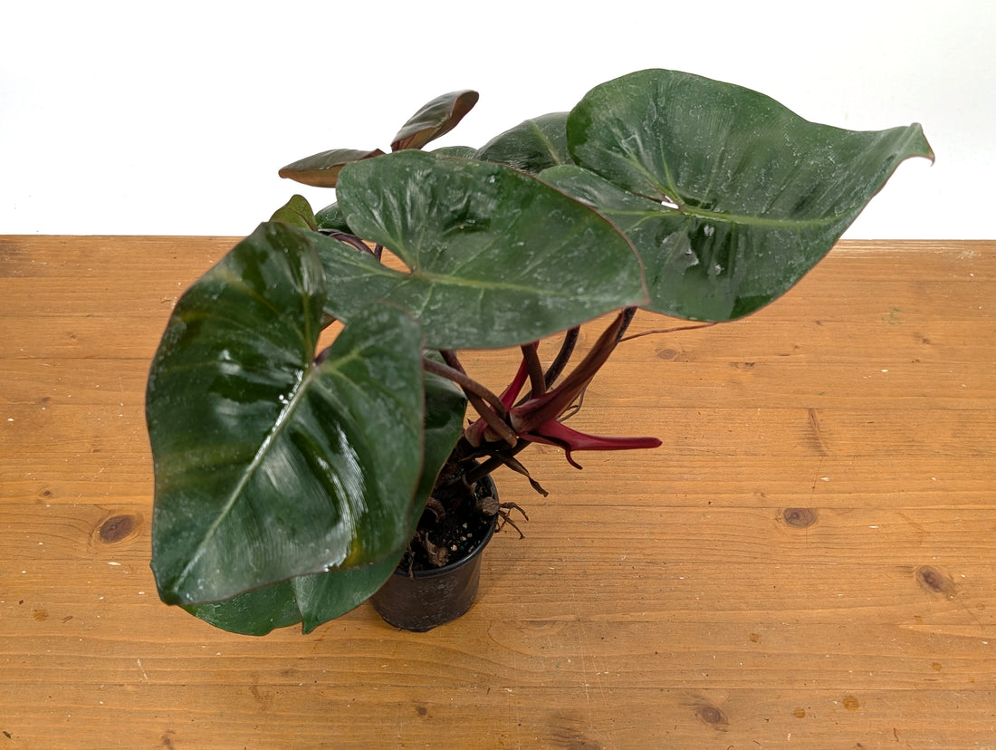 EXACT XL Philodendron Pink Princess x Billietiae