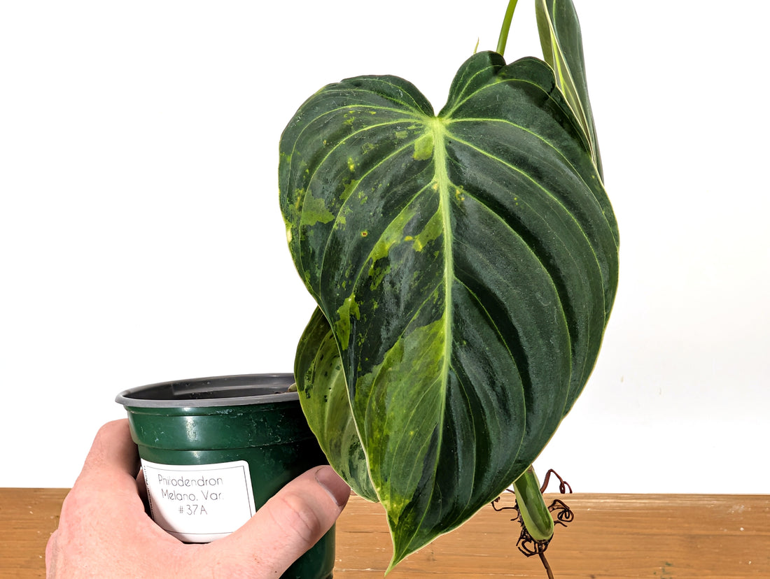 EXACT Variegated Philodendron Melanochrysum - 4 Inch Pot 
