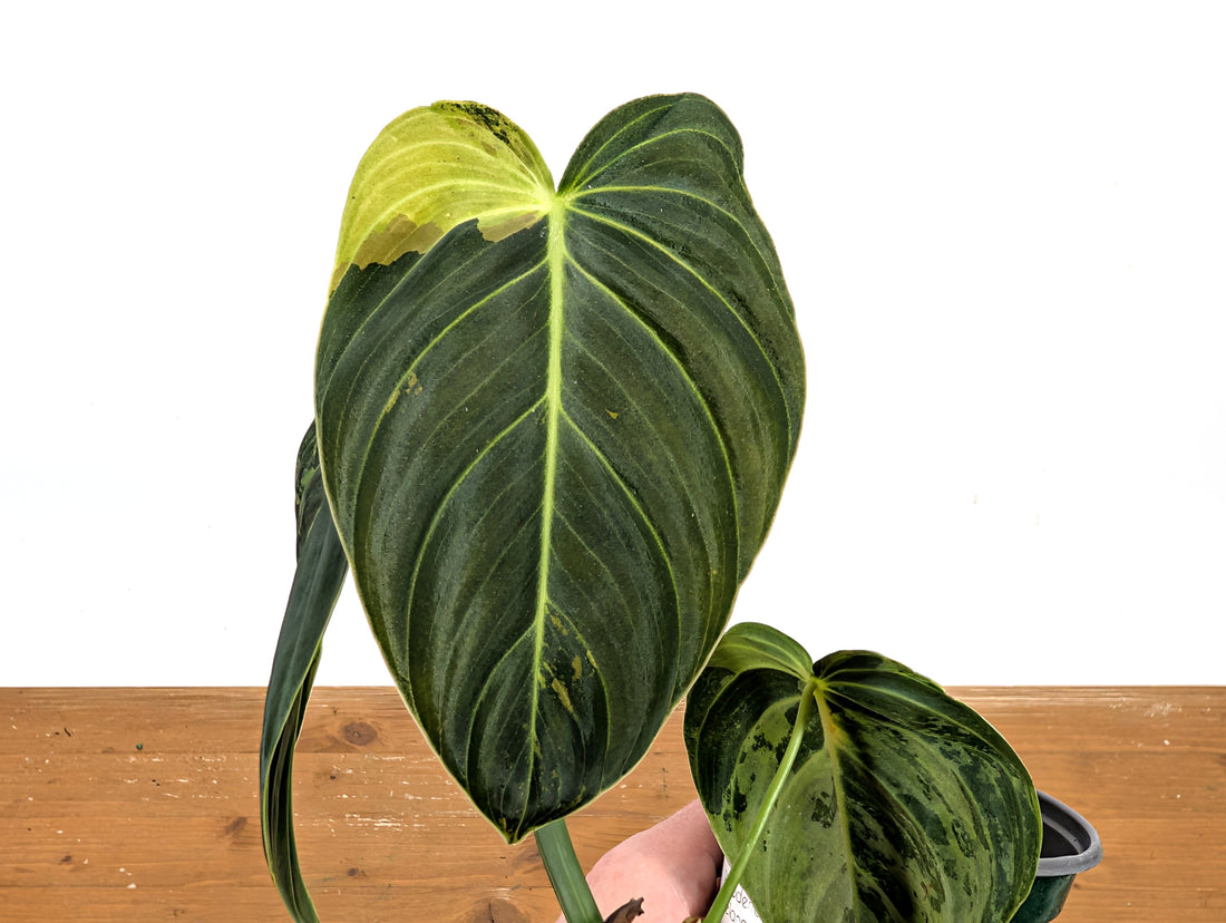 EXACT Variegated Philodendron Melanochrysum - 4 Inch Pot 