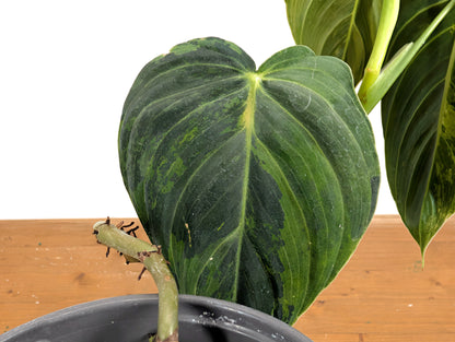 EXACT Variegated Philodendron Melanochrysum - 4 Inch Pot 