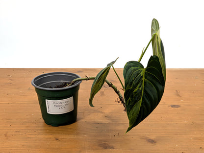 EXACT Variegated Philodendron Melanochrysum - 4 Inch Pot 