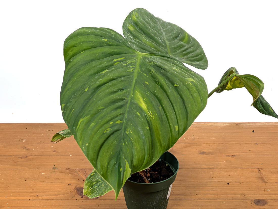 EXACT Variegated Philodendron Fuzzy Petiole 