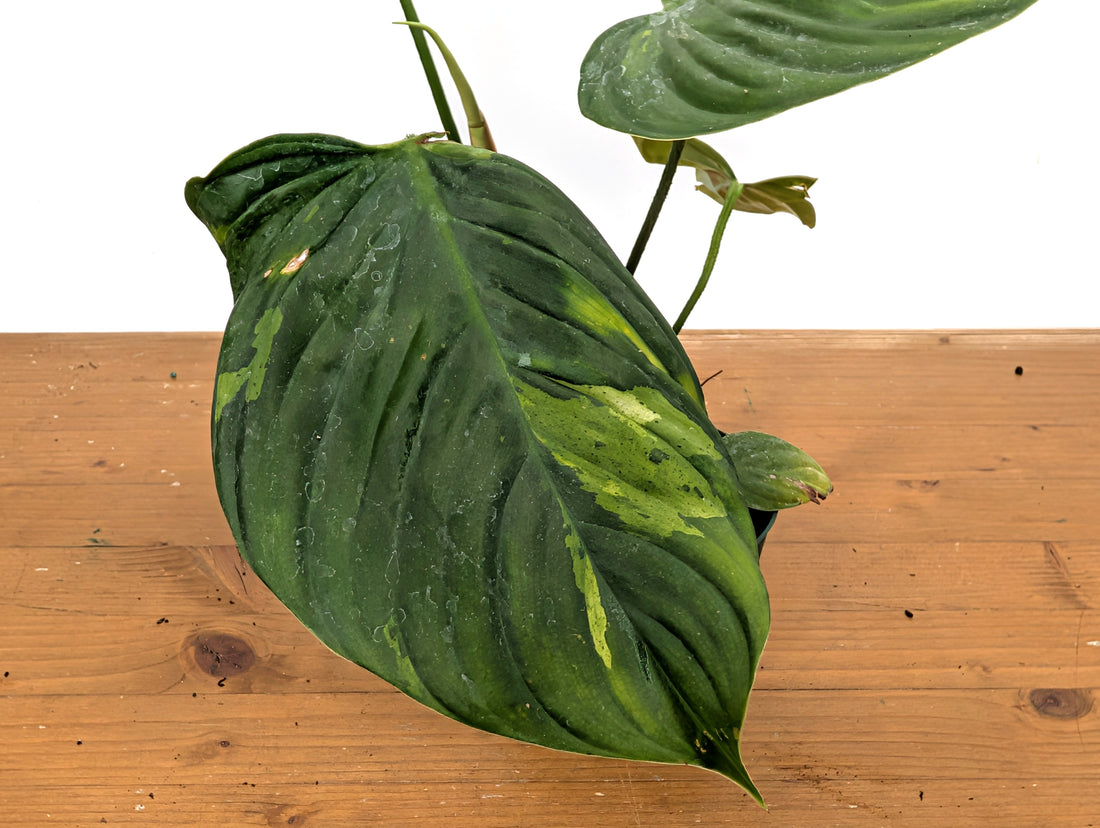EXACT Variegated Philodendron Fuzzy Petiole 