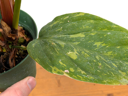 EXACT Variegated Philodendron Fuzzy Petiole 