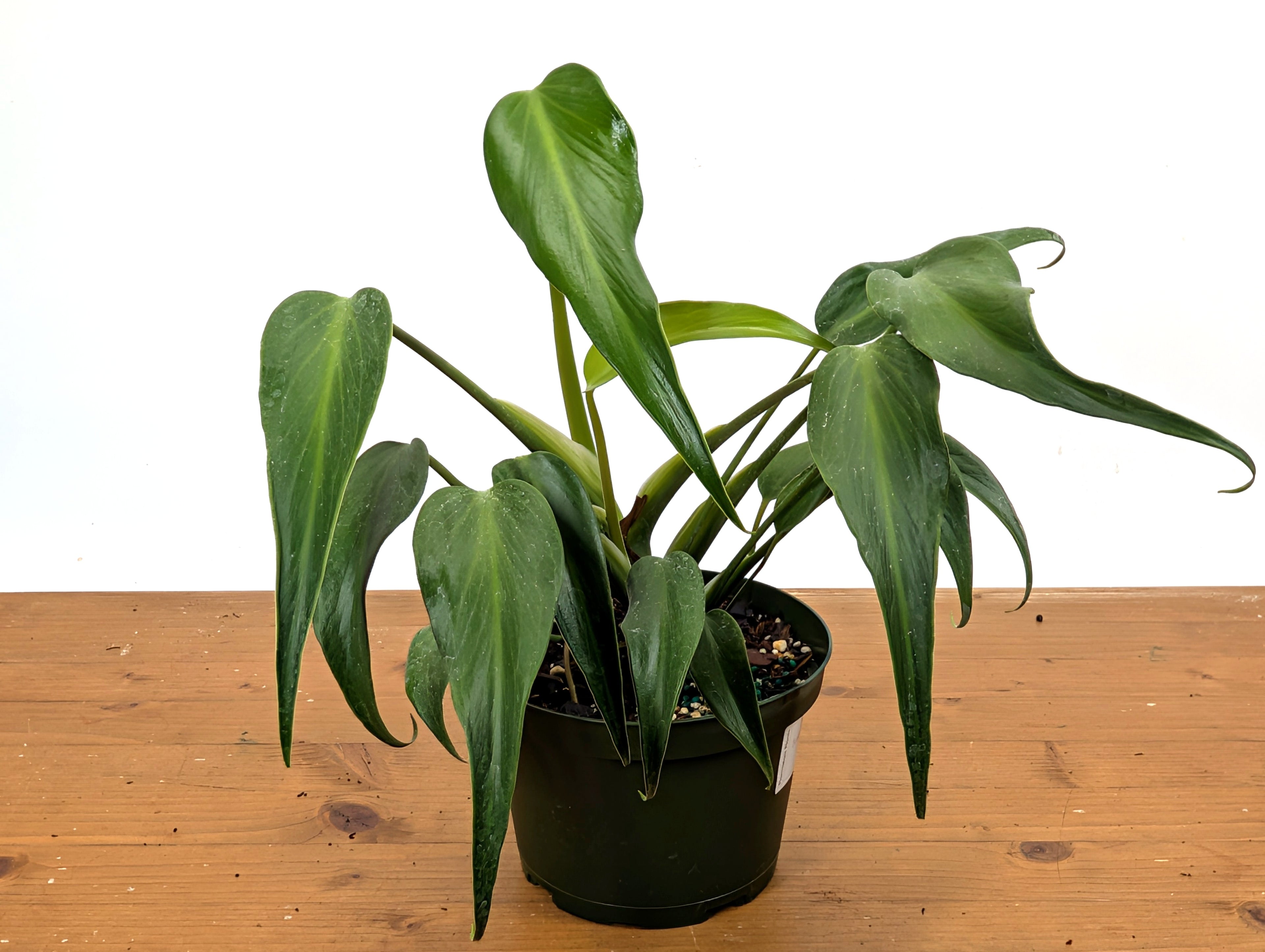 Monstera Burle Marx Flame