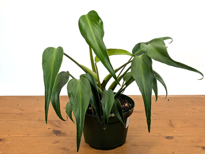 Monstera Burle Marx Flame