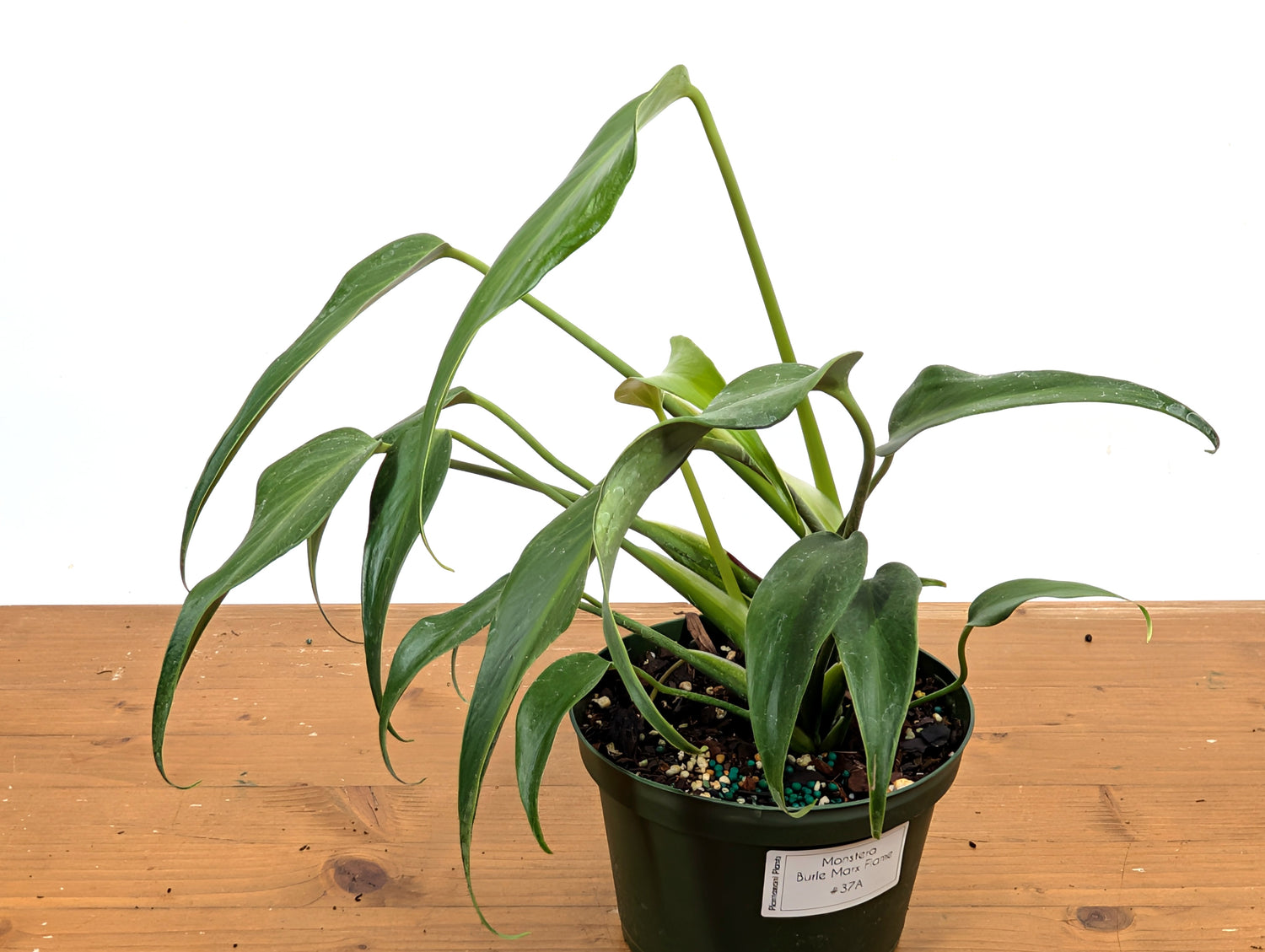 Monstera Burle Marx Flame