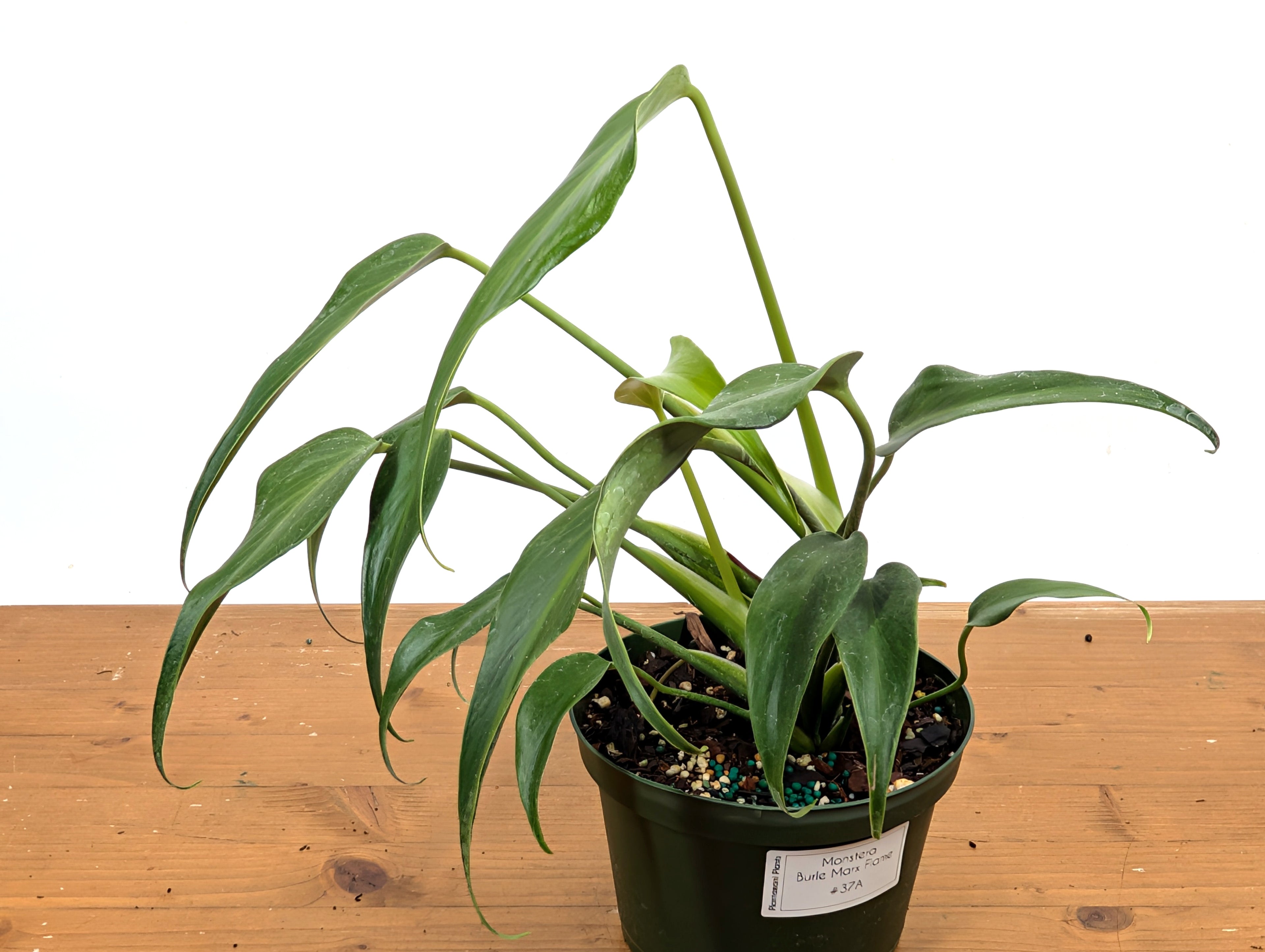 Monstera Burle Marx Flame