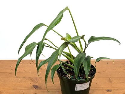 Monstera Burle Marx Flame